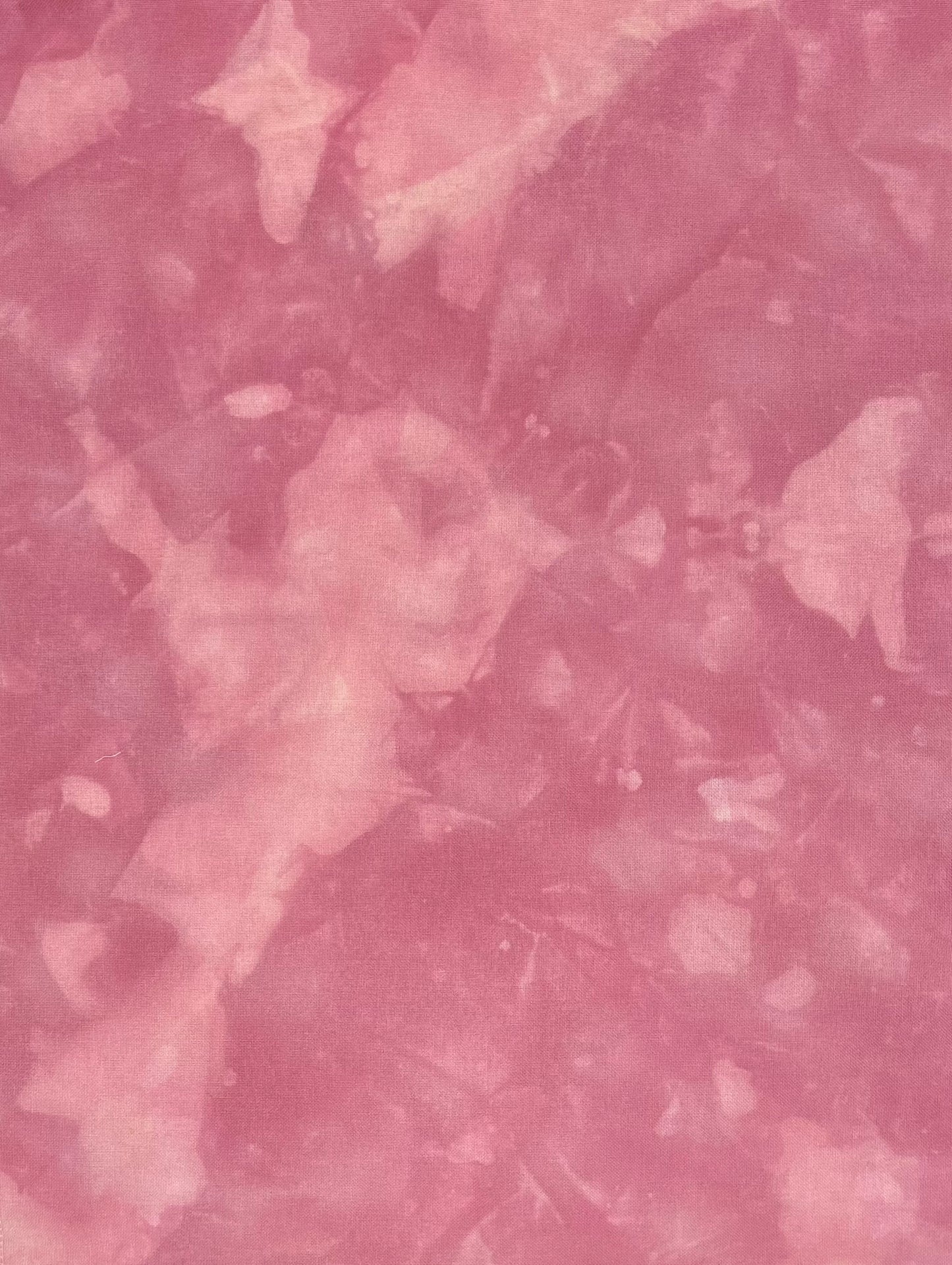 Cherry Blossom